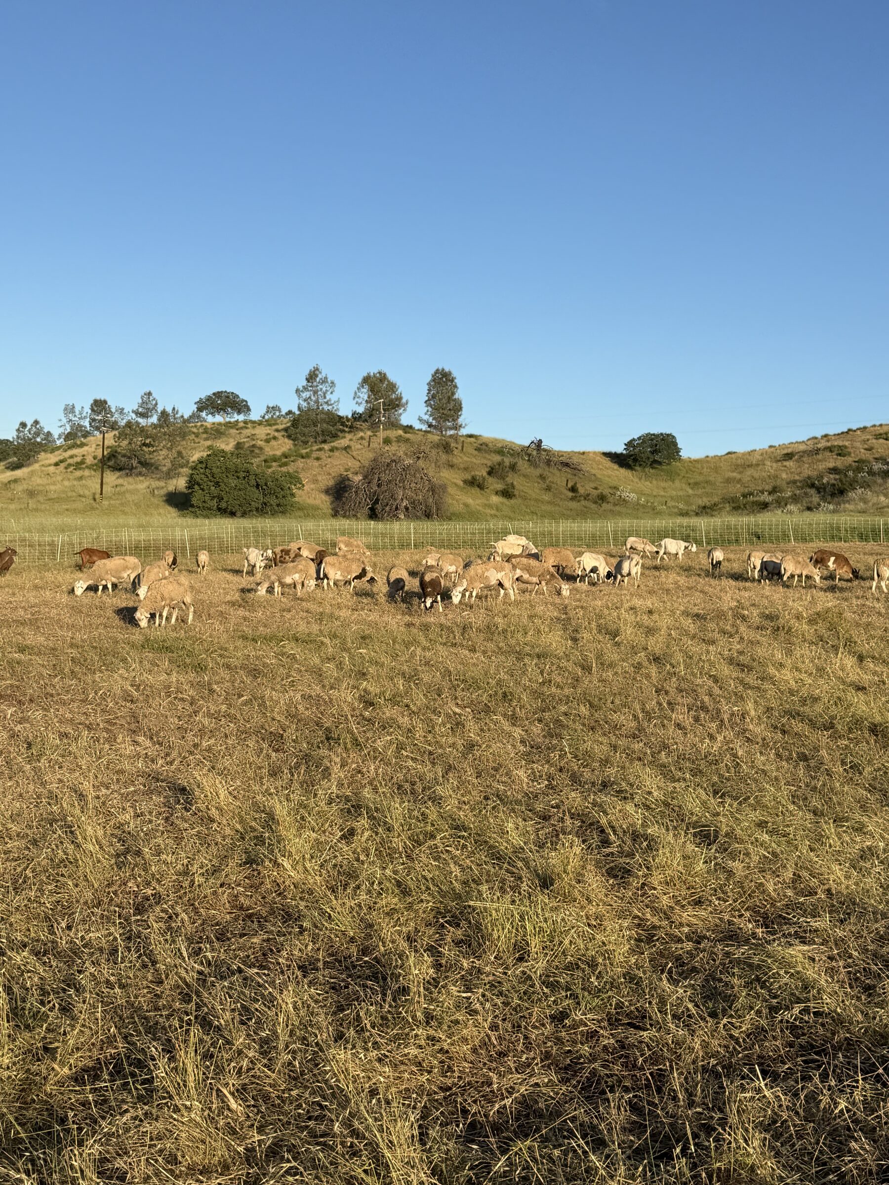 A herd of goats and sheep grazing across an open golden field