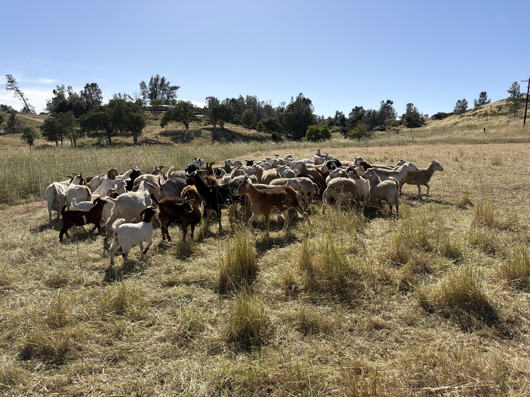 A mixed herd of goats and sheep grazing across a golden Central Coast hillside