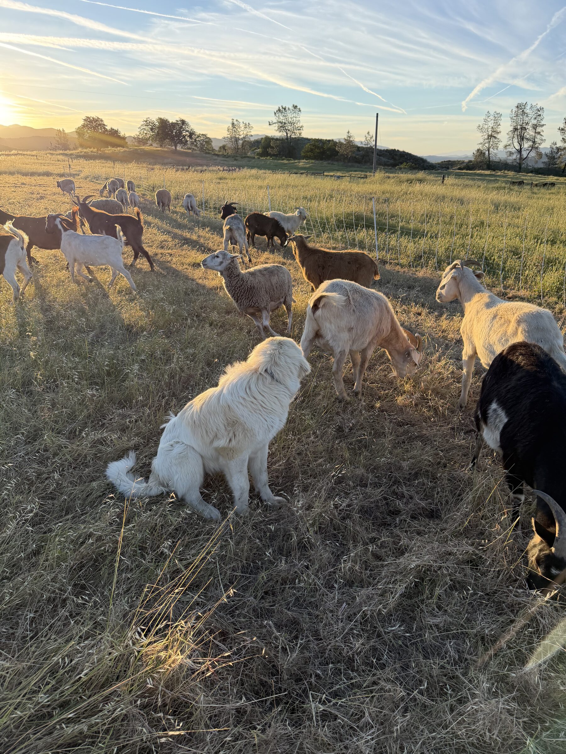 A Great Pyrenees walking with the herd in golden evening light